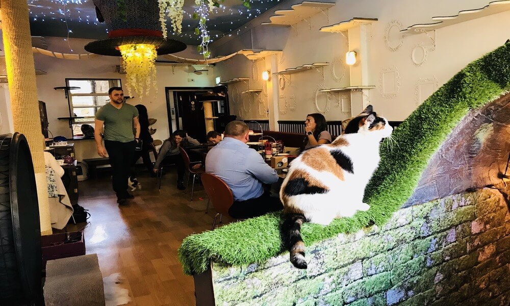 A cat sitting on a wall in a restaurant.