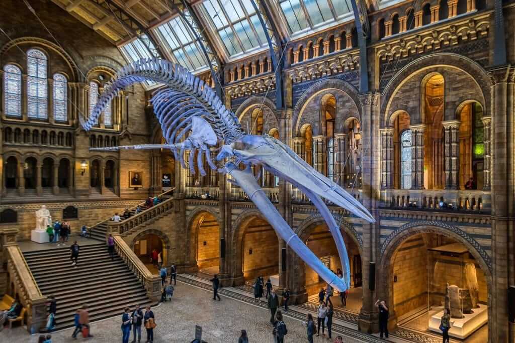 The natural history museum in london has a large whale skeleton.