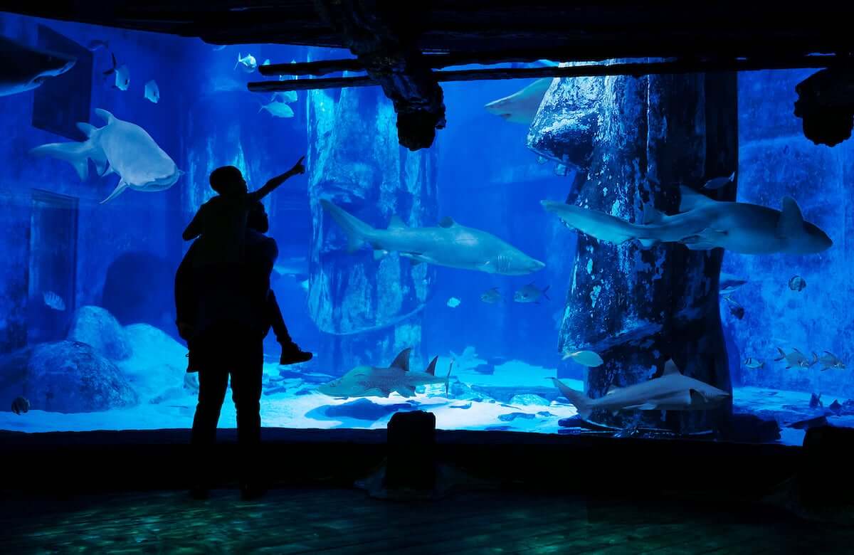 A man and a woman looking at sharks in an aquarium.