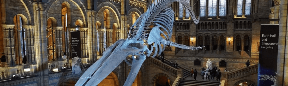 The natural history museum in london has a large skeleton on display.